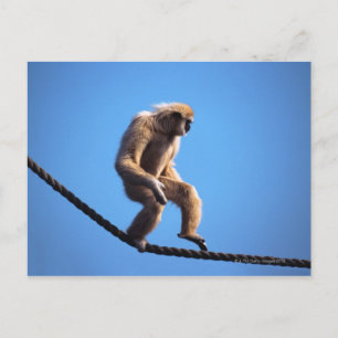 Een aap loopt op touw briefkaart