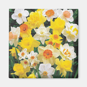 Een ademhaling van de koelmachine van de Lente Dea Magneet