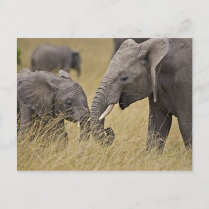Een Afrikaanse olifant die graast in de velden Briefkaart