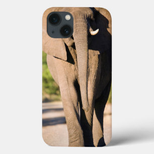 Een Afrikaanse Olifant (Loxodonta Africana) Loopt iPhone 13 Hoesje
