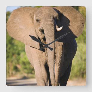 Een Afrikaanse Olifant (Loxodonta Africana) Loopt Vierkante Klok