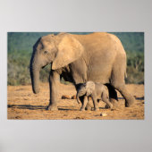 Een Afrikaanse olifantenmoeder en kalf onderweg Poster (Voorkant)
