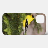 Een Amerikaanse Goldfinch man in een boom Case-Mate iPhone Case (Achterkant (horizontaal))