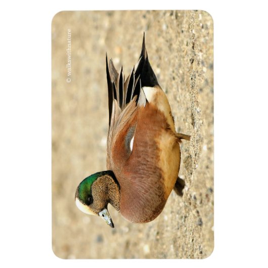 Een Amerikaanse Wigeon op het strand Magneet (Verticaal)