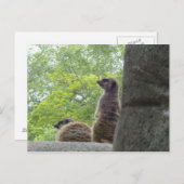 Een ander Briefkaart van Meerkat (Voorkant / Achterkant)