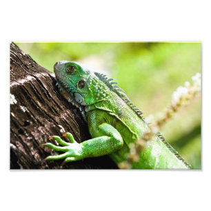 een andere groene dag foto afdruk