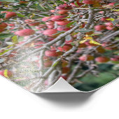 Een appelboom foto afdruk (Hoek)