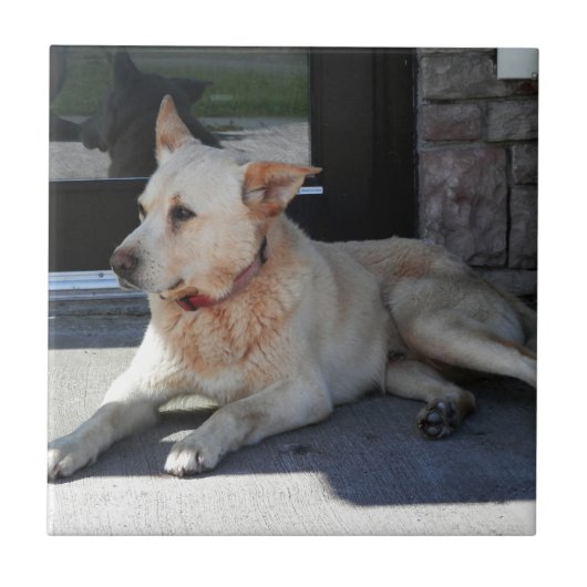 Een artikel van de Dog WIth Tegeltje (Voorkant)