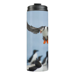 EEN ATLANTISCHE PUFFIN DIE MET ZIJN WIL IN AANLAND THERMOSBEKER