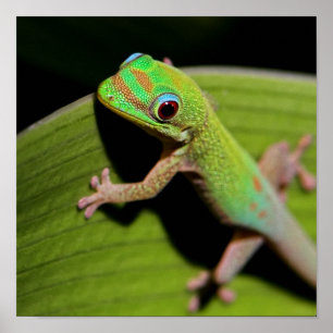 Een Baby Green Gecko Poster