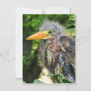 Een baby groene reiger briefkaart