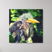 Een baby groene reiger canvas afdruk (Voorkant)