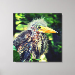 Een baby groene reiger canvas afdruk
