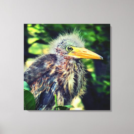 Een baby groene reiger canvas afdruk (Voorkant)