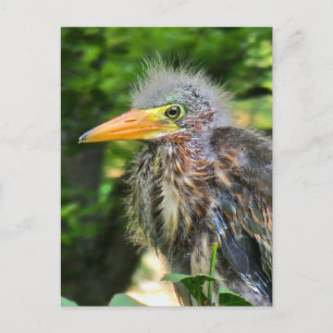 Een baby groene reiger feestdagenkaart