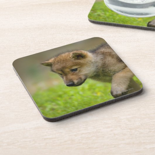 Een baby wolf bier onderzetter (Linkerzijde)