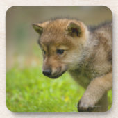 Een baby wolf bier onderzetter (Voorkant)