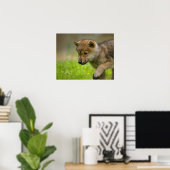 Een baby wolf poster (Thuiskantoor)