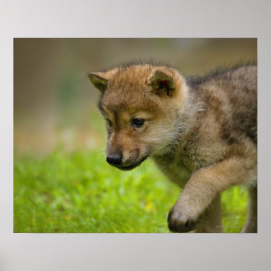 Een baby wolf poster (Voorkant)