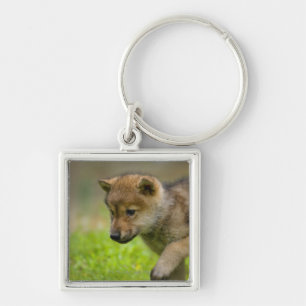 Een baby wolf sleutelhanger