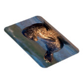 Een baby-zegel tilt zijn staart op magneet (Rechterzijde)