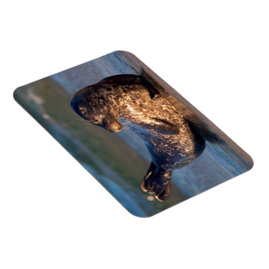 Een baby-zegel tilt zijn staart op magneet (Rechterzijde)