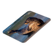 Een baby-zegel tilt zijn staart op magneet (Linkerzijde)