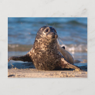 Een babyzeehond die aan land komt in Children's Po Briefkaart
