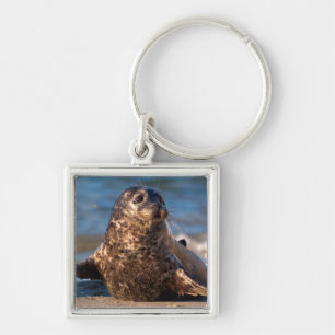 Een babyzeehond die aan land komt in het Children' Sleutelhanger