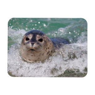 Een babyzeehond die surft magneet