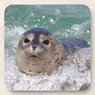 Een babyzeehond die surft onderzetter