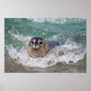 Een babyzeehond die surft poster