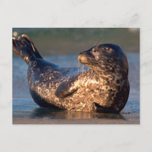 Een babyzeehond die zijn staart optilt briefkaart