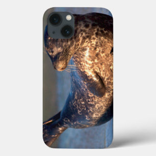 Een babyzeehond die zijn staart optilt iPhone 13 hoesje