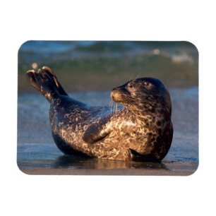 Een babyzeehond die zijn staart optilt magneet