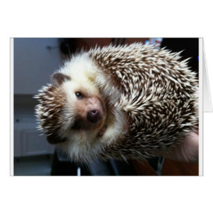 Een bal van Spike