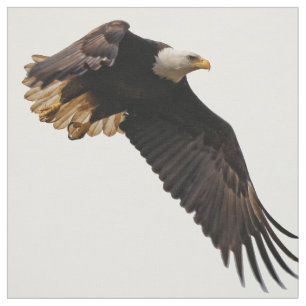Een Bald Eagle neemt de hemel in Stof