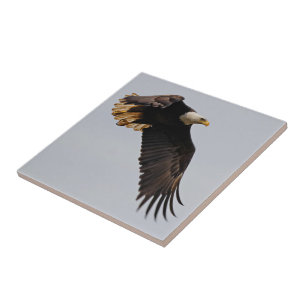Een Bald Eagle neemt de hemel in Tegeltje