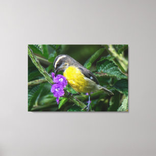 Een Bananaquit Geniet van de Nectar van Paarse Blo Canvas Afdruk