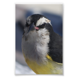 Een Bananaquit ~ Ja, ik ben het, die naar je kijkt Foto Afdruk
