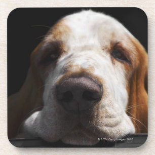Een Basset Hound die zijn hoofd rust Bier Onderzetter