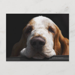 Een Basset Hound die zijn hoofd rust Briefkaart