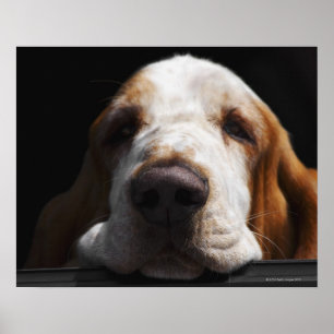 Een Basset Hound die zijn hoofd rust Poster