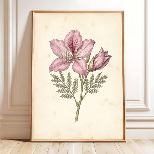 een Bauhinia botanische kunstprint Poster