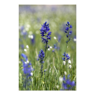 Een bergweide met wilde bloemen waaronder foto afdruk