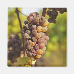 Een beschimmelde tros Semillon-druiven bij Ch Raym Magneet