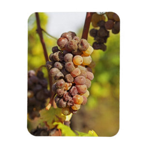 Een beschimmelde tros Semillon-druiven bij Ch Raym Magneet