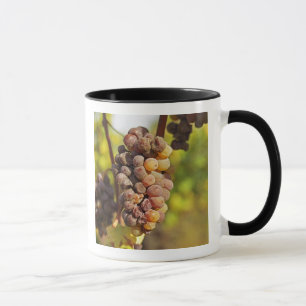 Een beschimmelde tros Semillon-druiven bij Ch Raym Mok