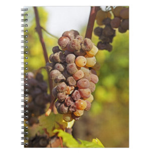 Een beschimmelde tros Semillon-druiven bij Ch Raym Notitieboek
