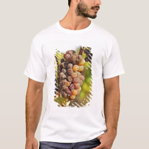 Een beschimmelde tros Semillon-druiven bij Ch Raym T-shirt